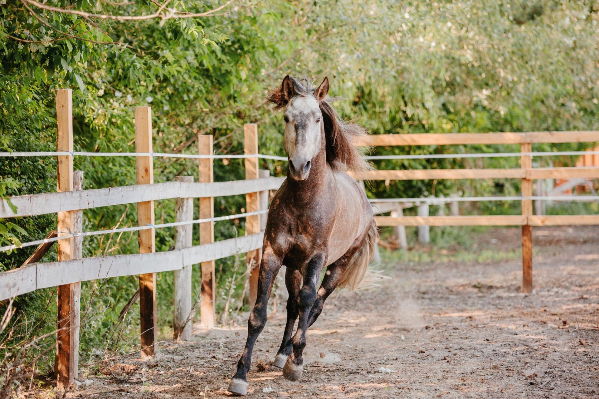 beautiful-horse-portrait-in-motion-in-the-stallion-2023-11-27-04-54-41-utc (1)