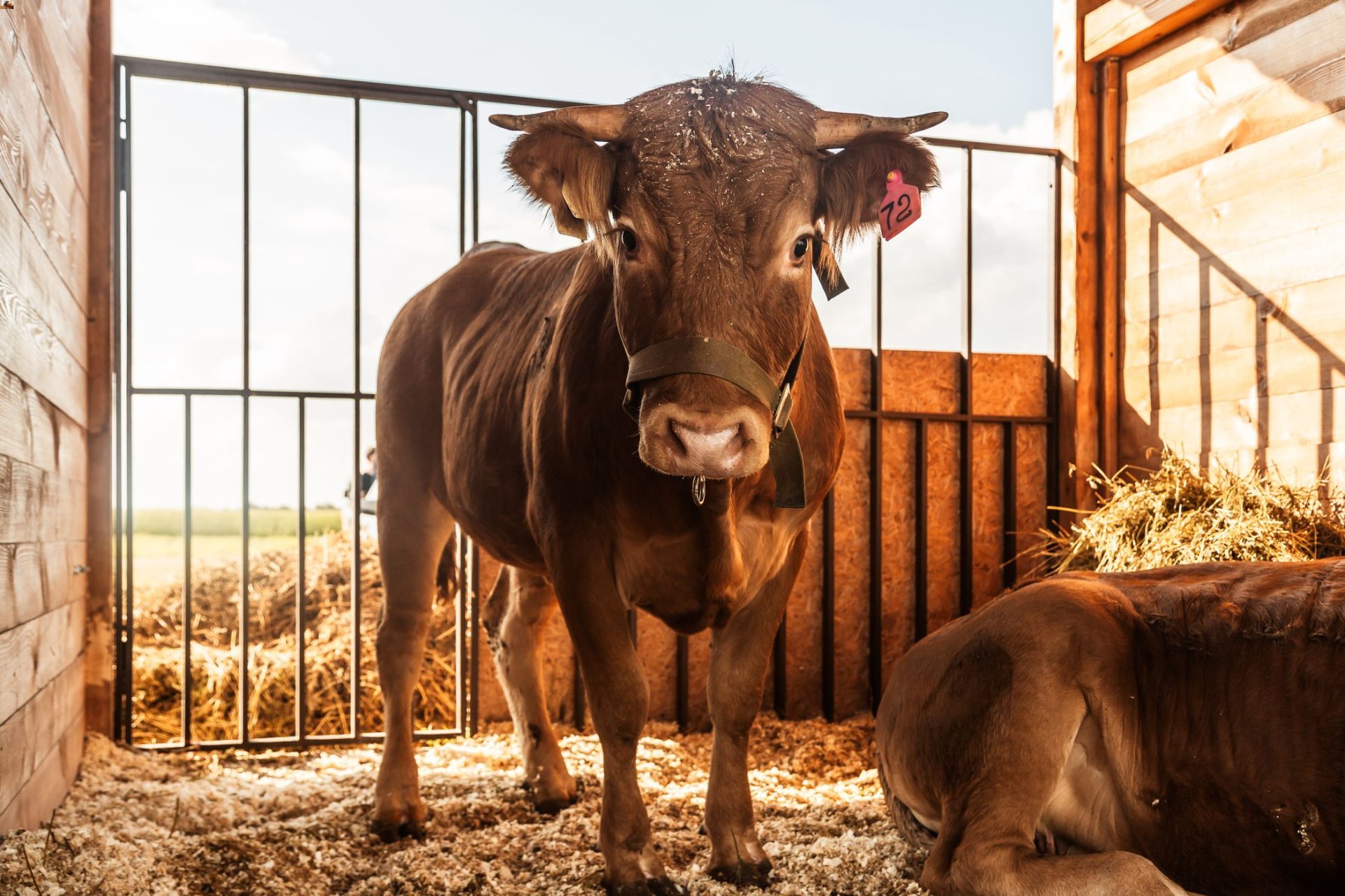 farm-cow-portrait-2023-11-27-05-18-47-utc (1)