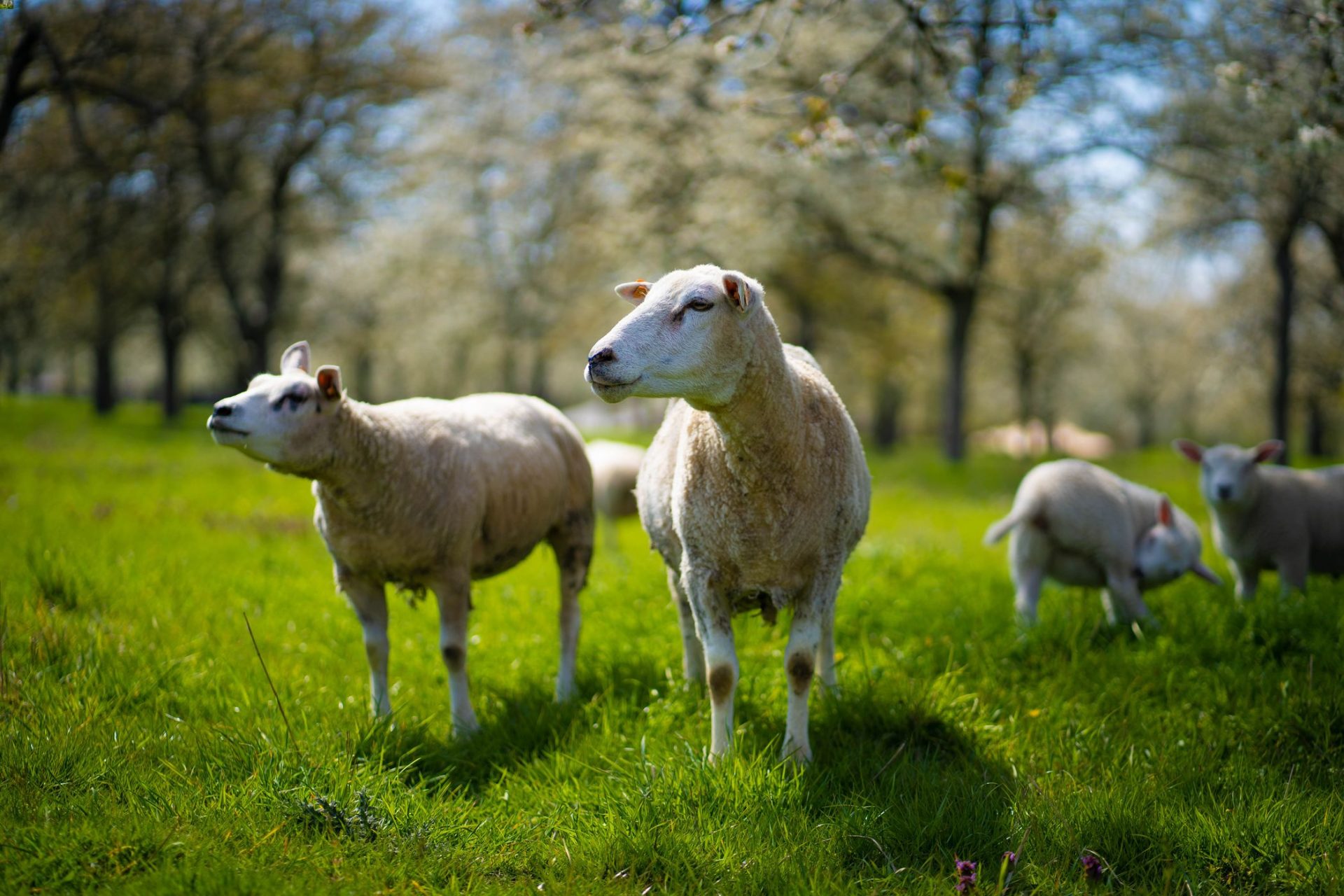group-of-white-sheep-on-a-green-grass-on-a-sunny-d-2023-11-27-05-07-46-utc (1)